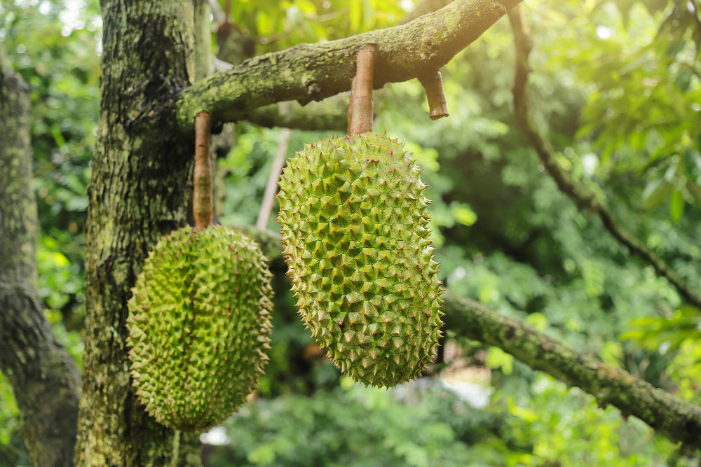 5 ผลไม้ยอดฮิตในไทย ขายดีทั้งในไทยและต่างประเทศ